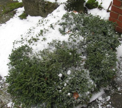 PICEA mariana Nana